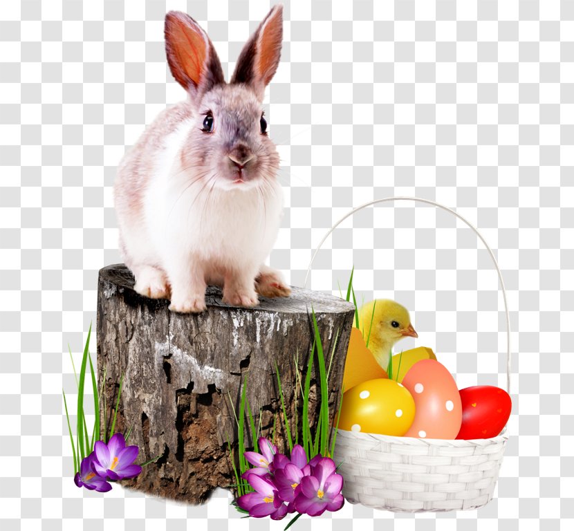 Easter Bunny Monday Domestic Rabbit Dydd Sul Y Pasg Transparent PNG