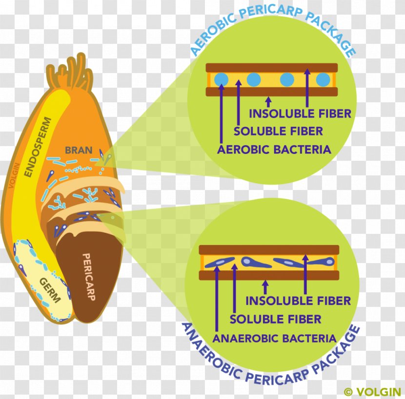 Dietary Fiber Microbiota Gut Flora Bacteria Food - Anaerobic Organism Transparent PNG