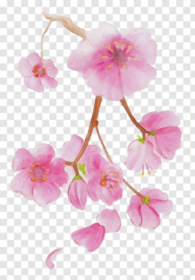 Watercolor Flower Background - Prunus - Begonia Perennial Plant Transparent PNG