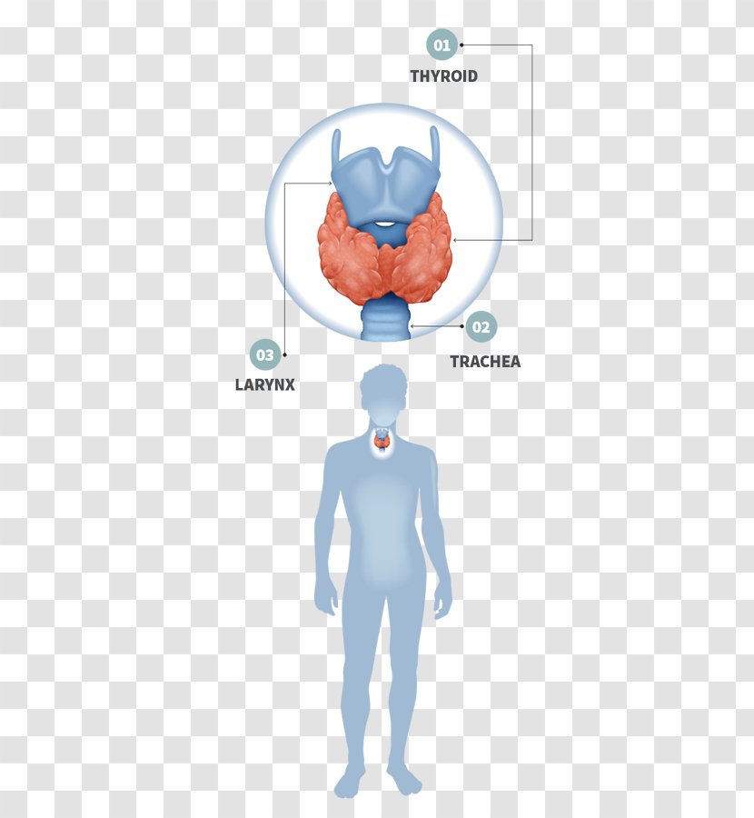 Thyroid Disease Gland Hypothyroidism Endocrine System - Watercolor Transparent PNG