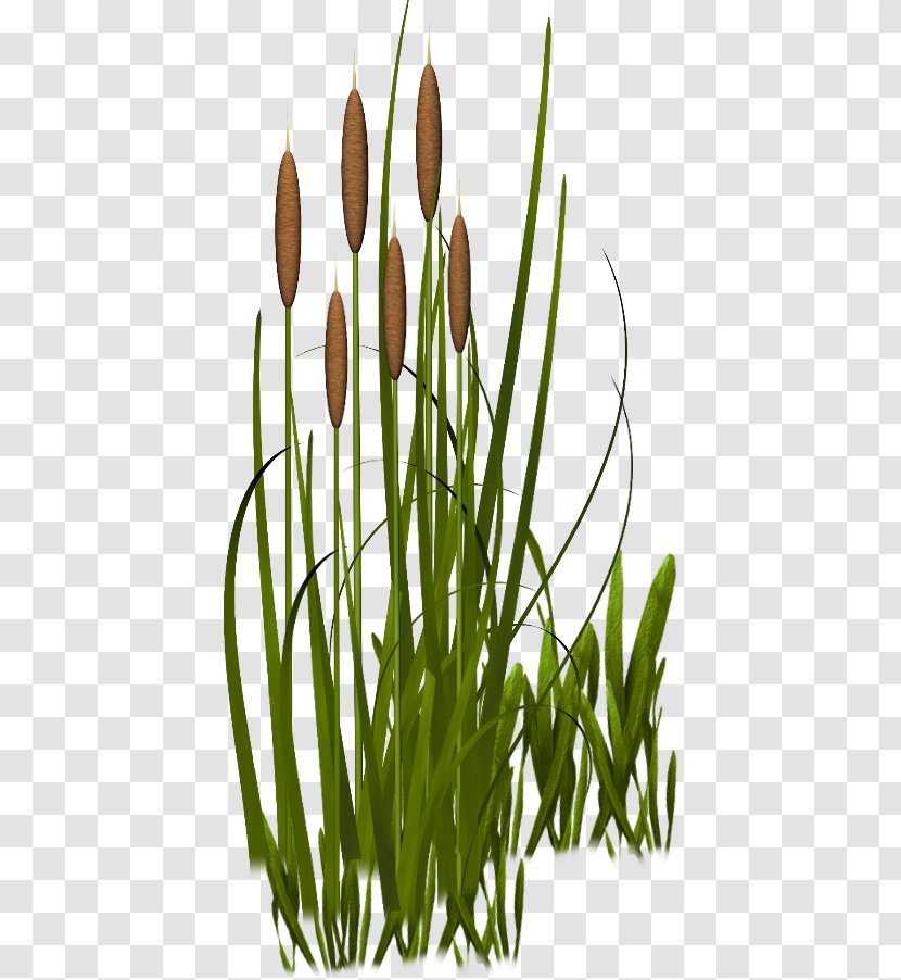 Grasses Plant Vegetation Clip Art - Grass Family Transparent PNG
