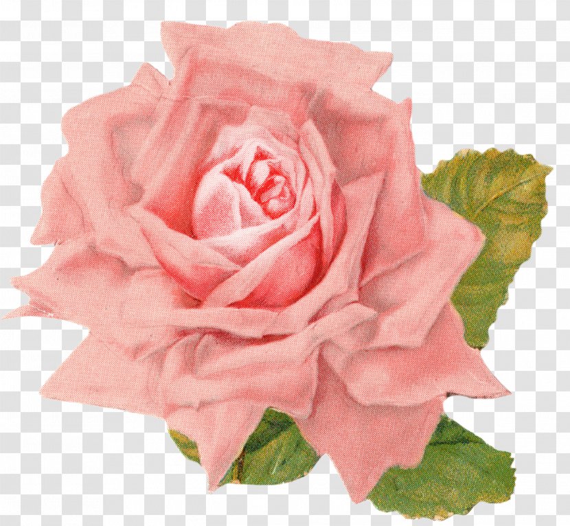 Vintage Roses: Beautiful Varieties For Home And Garden Clip Art - Floribunda - Rose Transparent PNG
