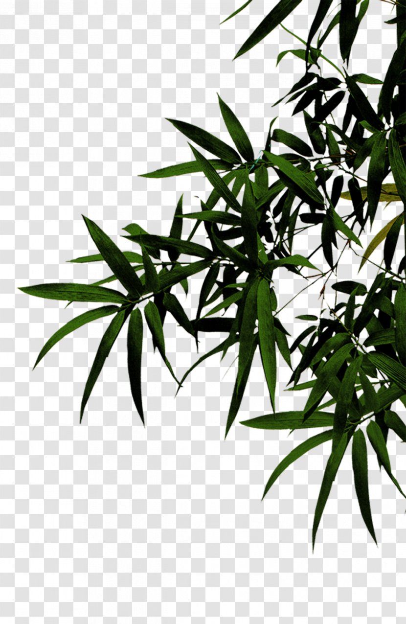 Fundal Menu - Houseplant - Green Bamboo Transparent PNG