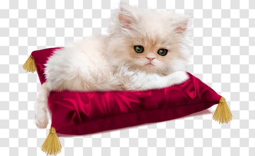 Cat Kitten Animation - Vertebrate Transparent PNG