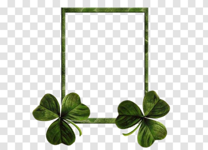 Ireland Saint Patricks Day Shamrock Clover Holiday - Plant - Frame Transparent PNG