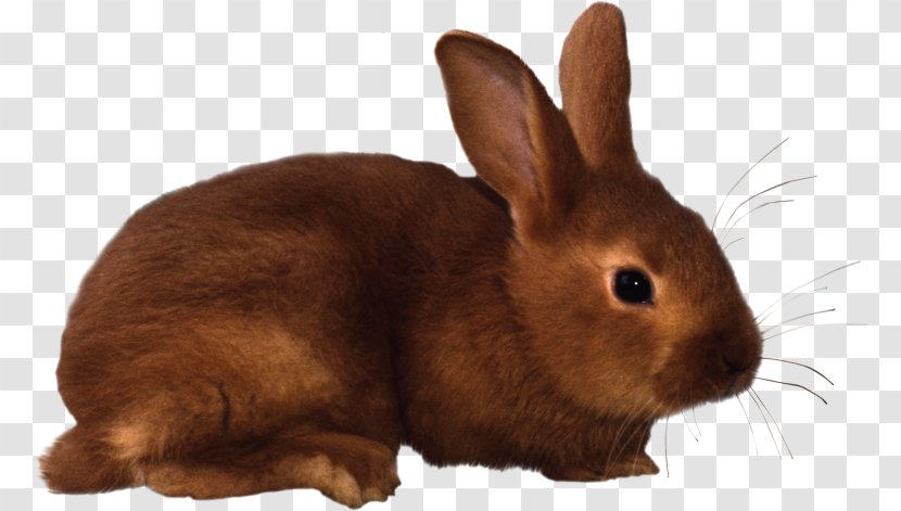 Domestic Rabbit Easter Bunny Clip Art - Mammal Transparent PNG