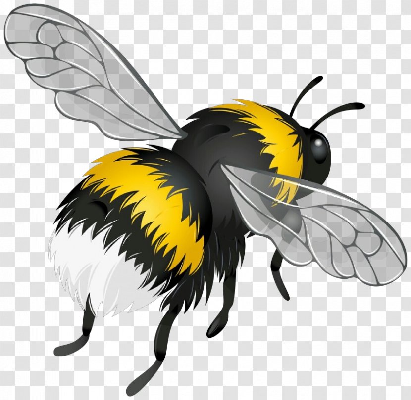 Bumblebee - Cartoon - Megachilidae Wasp Transparent PNG