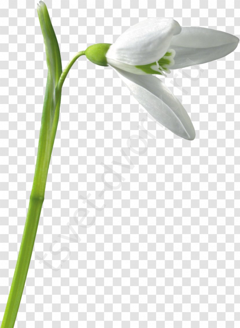 Snowdrop Flower - Seed Plant - Turmeric Transparent PNG