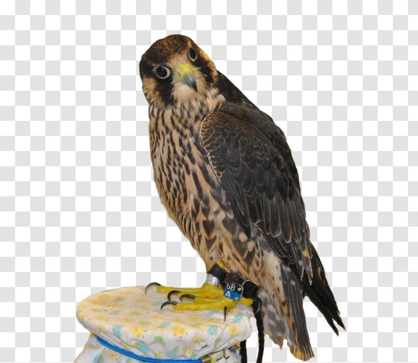 Hawk Owl Squirrel Peregrine Falcon - Bird Of Prey Transparent PNG