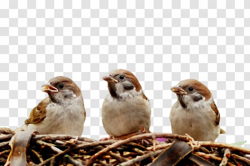 Bird Beak Sparrow House Chipping - Adaptation Finch Transparent PNG