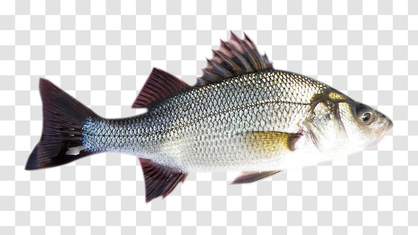 Striped Bass White Perch Barramundi Fish Transparent PNG