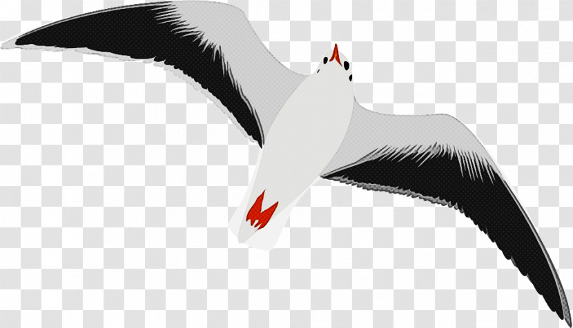 Bird Gull Beak Arctic Tern Seabird Transparent PNG