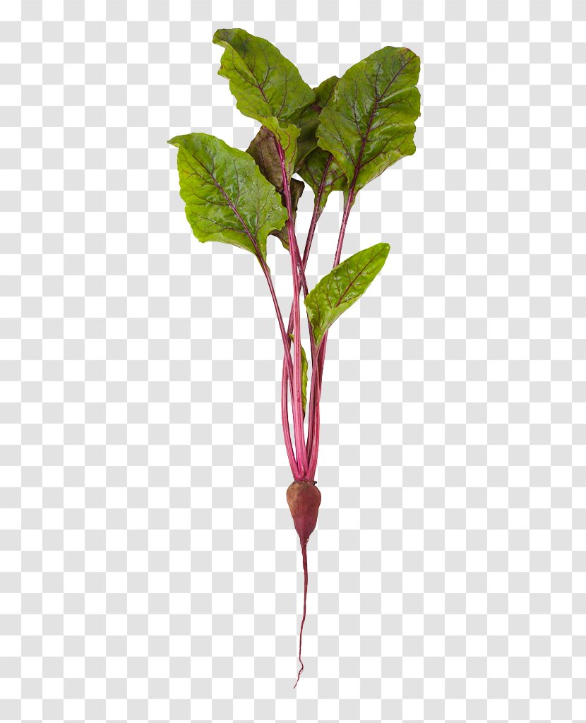 Beetroot Common Beet Vegetable Stock Photography Organic Food - Ingredient - Purple Transparent PNG