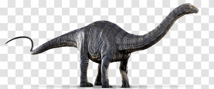 Apatosaurus Dinosaur Diplodocus Gallimimus Metriacanthosaurus - Terrestrial Animal - Jurassic World Image Transparent PNG