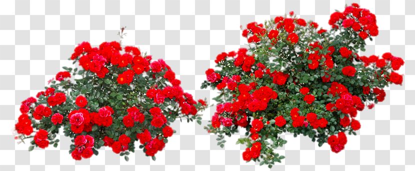 Rose Flower Shrub - Red Bushes Transparent PNG