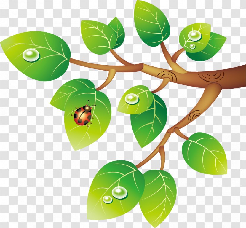 Clip Art - Plant Stem - Leaves Transparent PNG