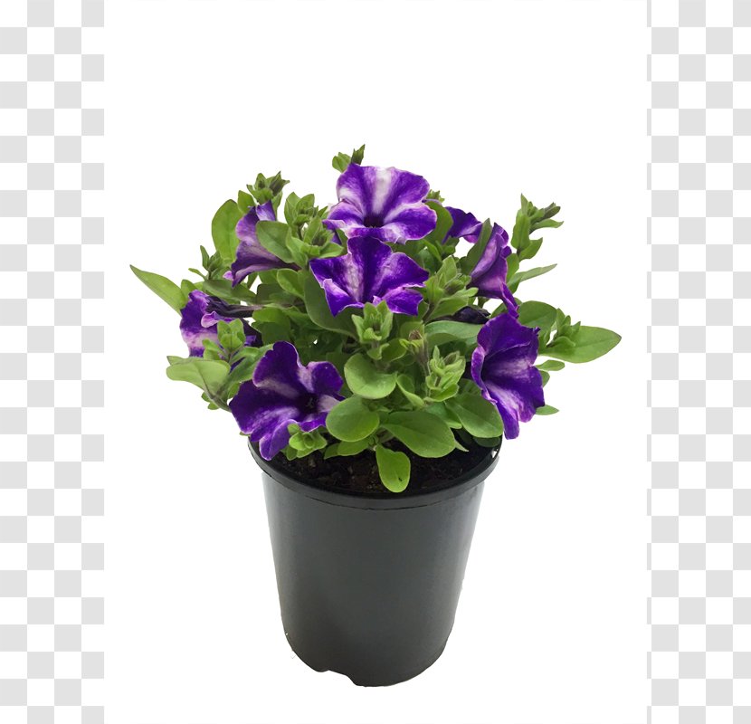 Flowerpot Cut Flowers Herb - Petunias Transparent PNG