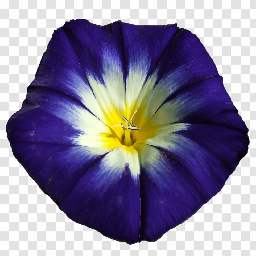 Blue Flower Purple Violet Ipomoea Nil - Petal Transparent PNG