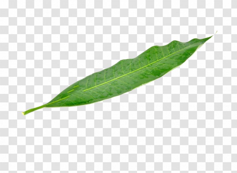 Leaf Mango Green Mangifera Indica - A Transparent PNG