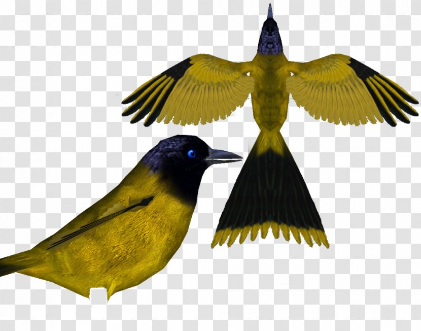 Birds Of The World: Recommended English Names Beak Finches Bulbul - Yellowheaded Blackbird - Bird Transparent PNG