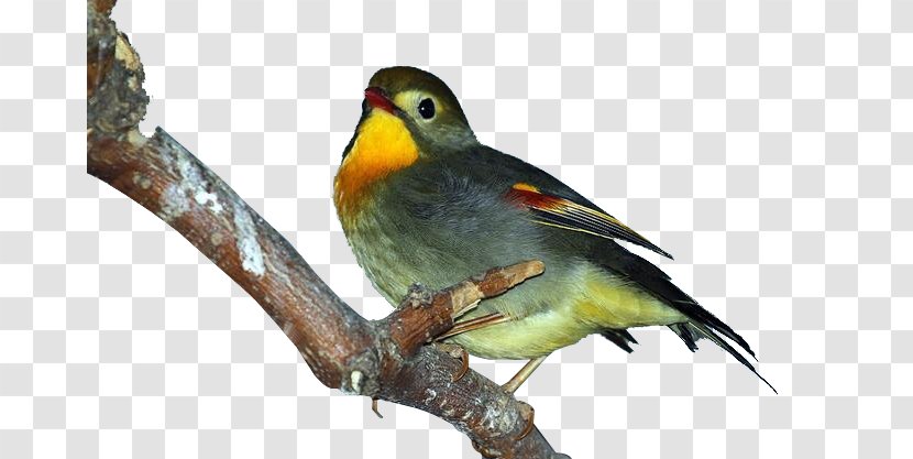 Bird Lark Finch - Frame - Singing Transparent PNG