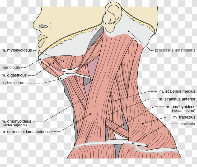 Posterior Triangle Of The Neck Anterior Triangles Anatomy - Cartoon - Muscles Transparent PNG