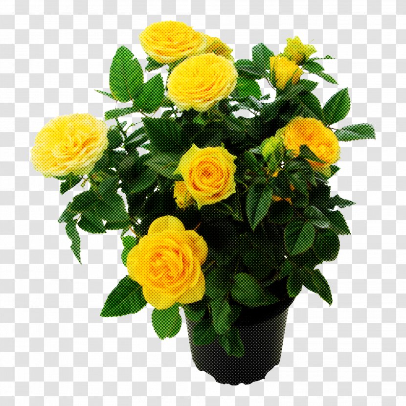 Garden Roses - Yellow - Bouquet Transparent PNG