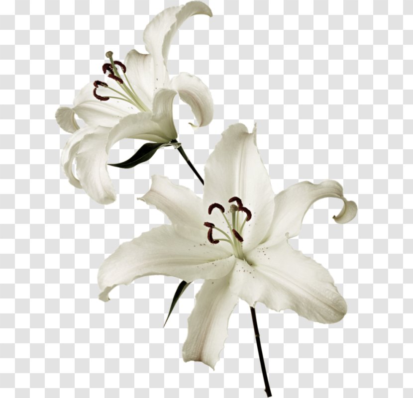 Lilium Flower White Clip Art - Petal Transparent PNG