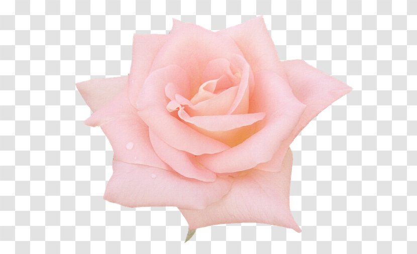 Garden Roses Still Life: Pink Centifolia - Plant - Flower Transparent PNG