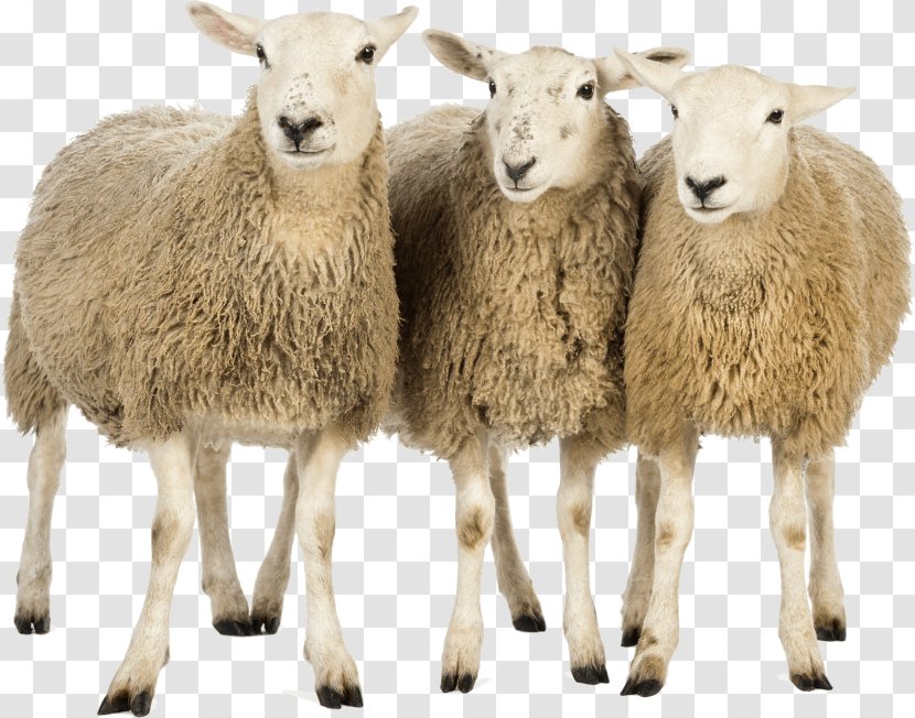 Sheep Clip Art Goat Cattle - Terrestrial Animal - Vertebrate Transparent PNG