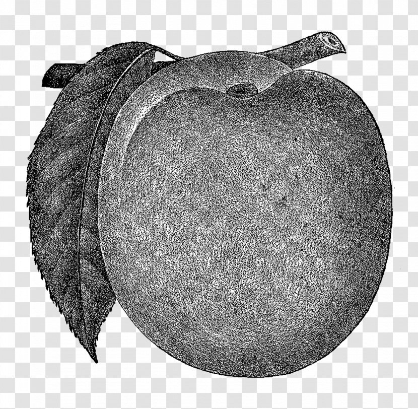 Black And White Fruit - Peach Branch Transparent PNG