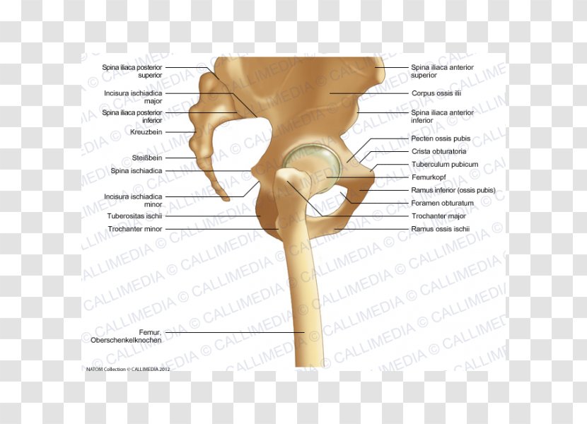 Hip Bone Anatomy Pelvis - Cartoon - Lesser Trochanter Transparent PNG