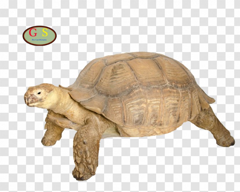 Box Turtle Tortoise Reptile M4 Sherman - Fauna - Children Transparent PNG