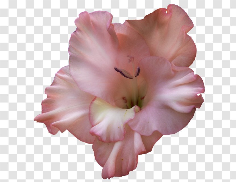 Gladiolus Flower Clip Art - Bulb Transparent PNG