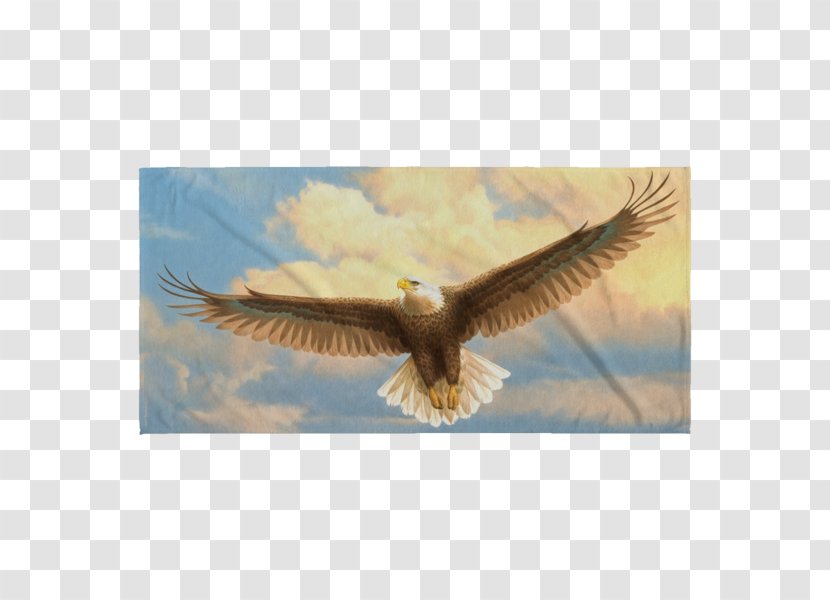 Bald Eagle Bird Of Prey Accipitriformes - Beach Towel Transparent PNG