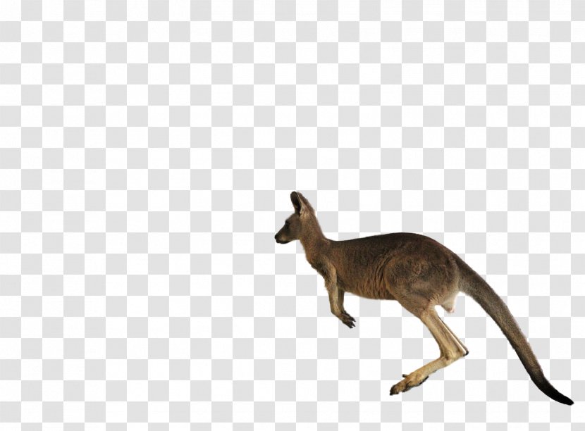 Macropodidae Kangaroo Jumping Transparent PNG
