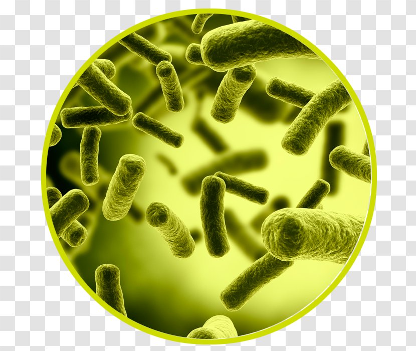 Bacteria Medical Diagnosis Debridement E. Coli Antibiotics - Health Transparent PNG