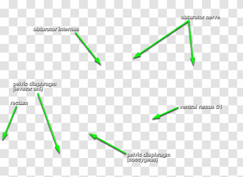 Pelvis Torso Pelvic Floor Internal Obturator Muscle Nerve - Coronal Plane Transparent PNG