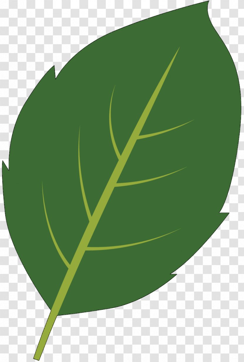 Leaf Plant Stem Plants - Botany Transparent PNG
