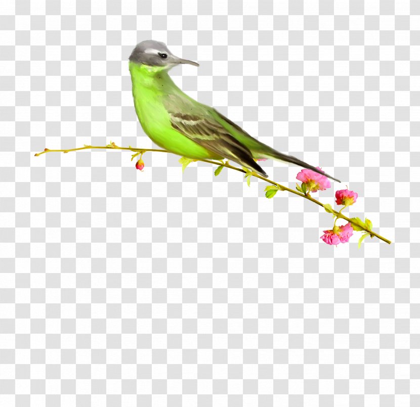 Bird Clip Art - Plant Stem - Vector Birds Transparent PNG