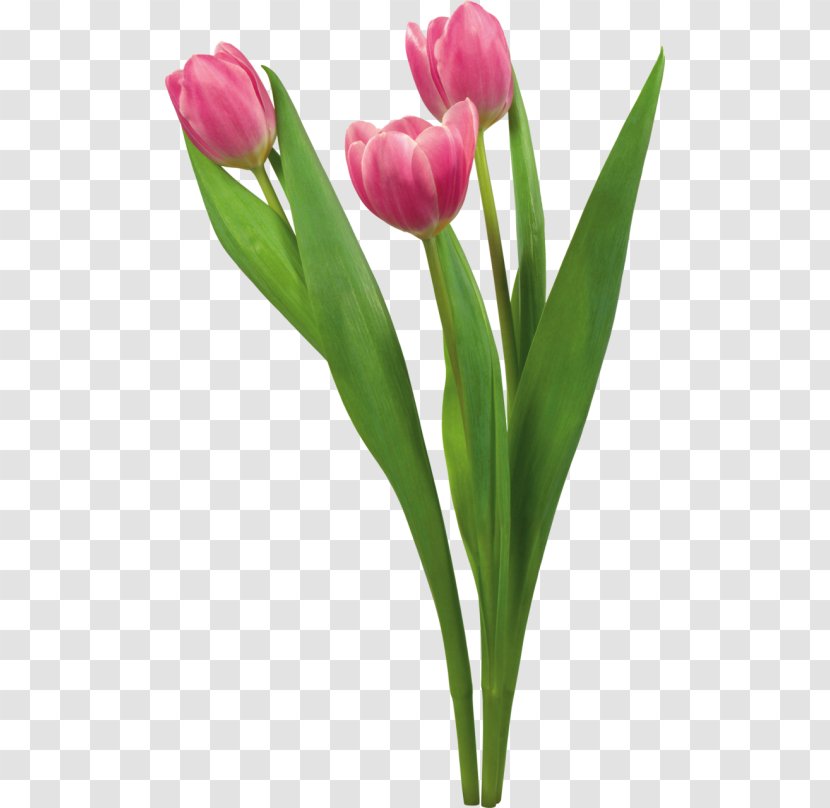 Desktop Wallpaper Tulip Flower High-definition Television Display Resolution - Drawing Transparent PNG
