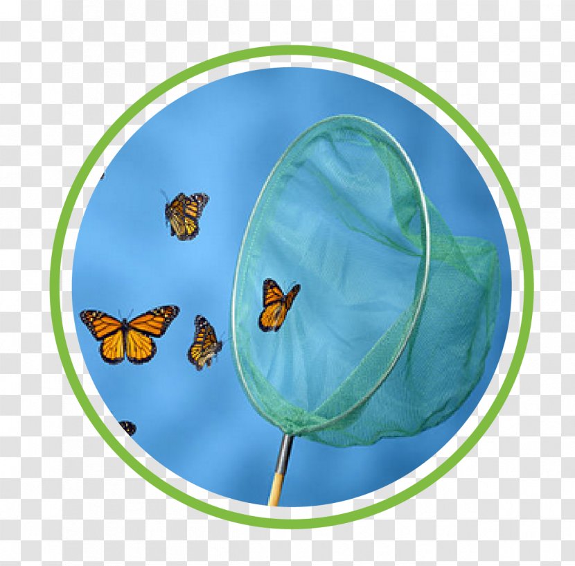 Butterfly Net - Organism Transparent PNG