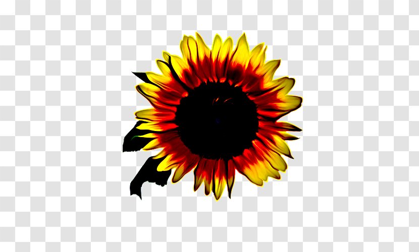 Sunflower - Seed - Vegetarian Food Daisy Family Transparent PNG