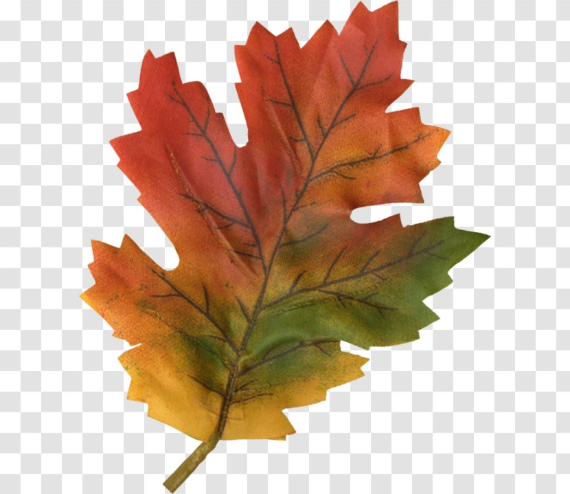 Maple Leaf - Yaprak Transparent PNG