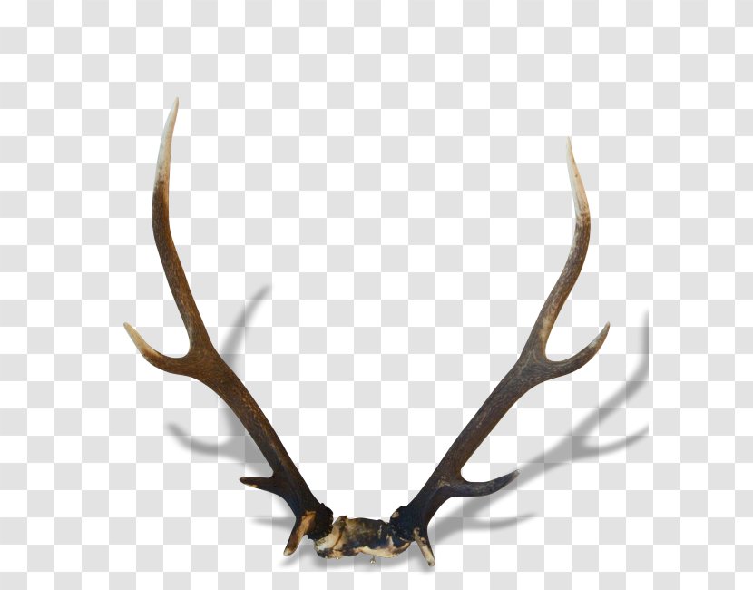 Reindeer Horn Antler Trophy - Serfdom - Deer Transparent PNG