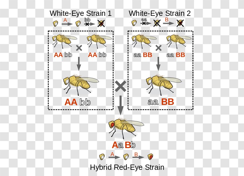Complementation Genetics Mutation Heredity - Insect - Pigment Vector Transparent PNG