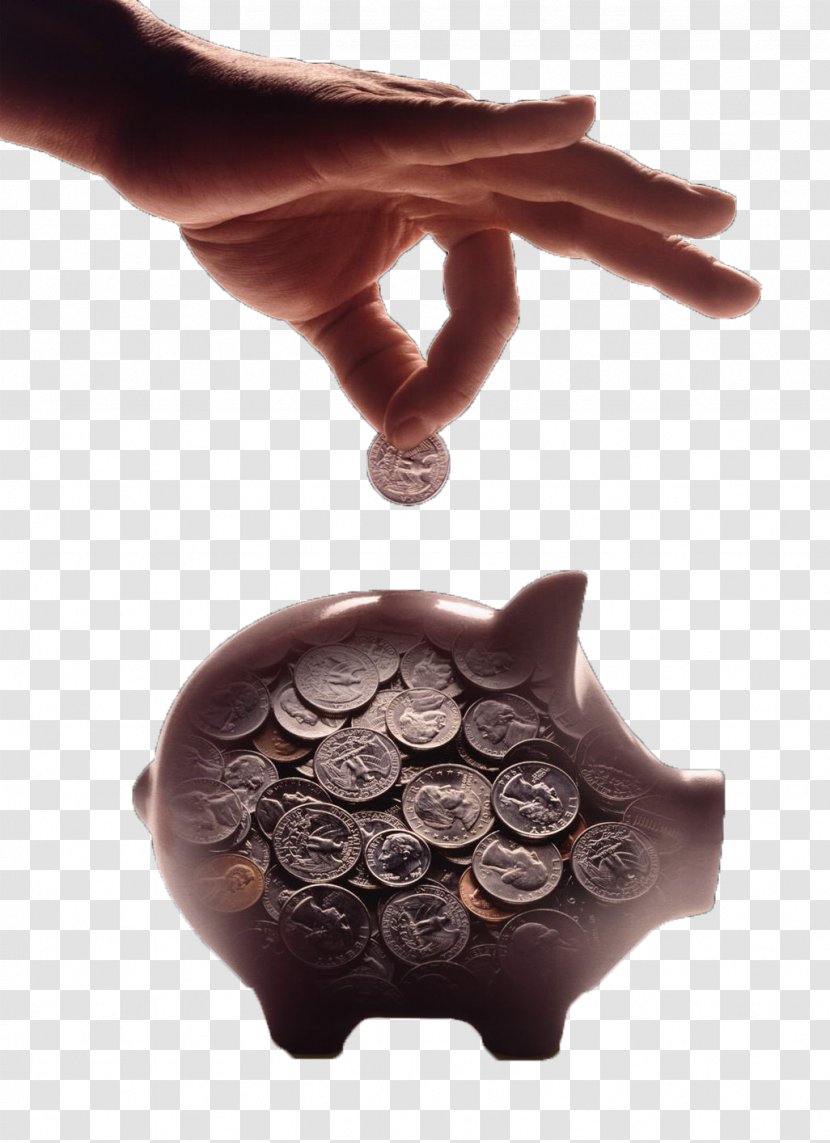 Domestic Pig Piggy Bank Advertising Gratis - Coin - The Into Transparent PNG