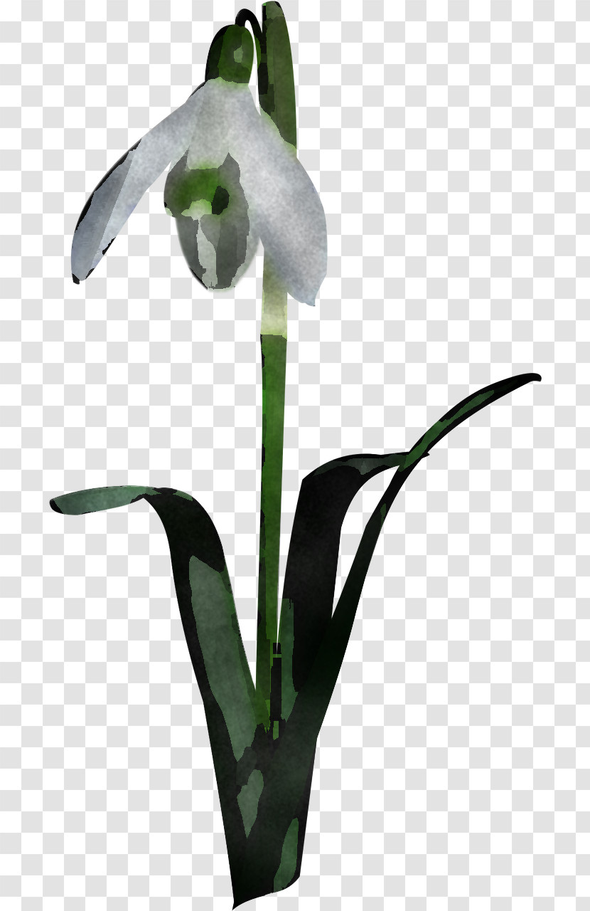 Flower Plant Snowdrop Galanthus Arum Family Transparent PNG
