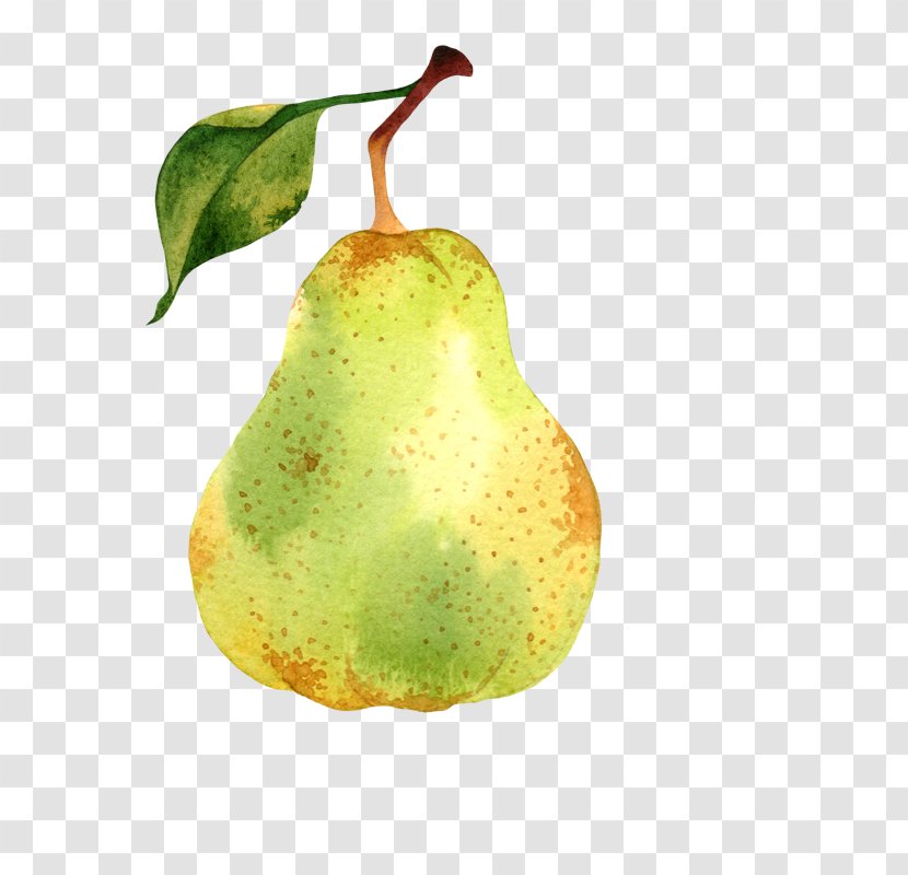 Pear Vector Graphics Illustration Photography Watercolor Painting - Baygon Transparent PNG