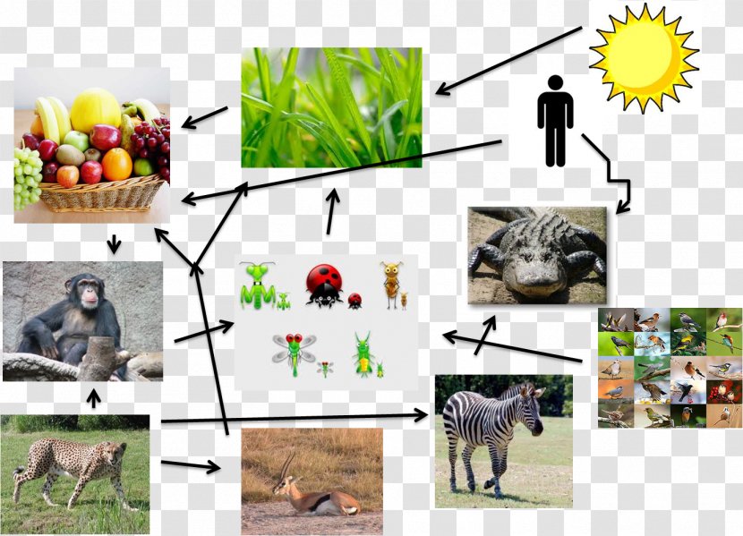 Primate Food Web Chain Homo Sapiens - Berry - Small Animals In Tropical Rainforests Transparent PNG